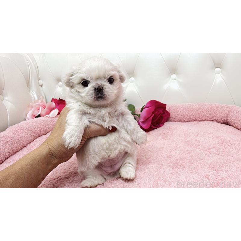 販売中の埼玉県のペキニーズ-439317の9枚目