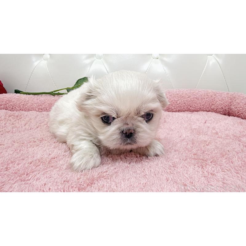 販売中の埼玉県のペキニーズ-439317の7枚目