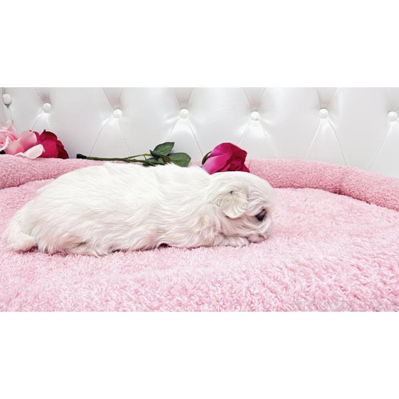 販売中の埼玉県のペキニーズ-439317の6枚目