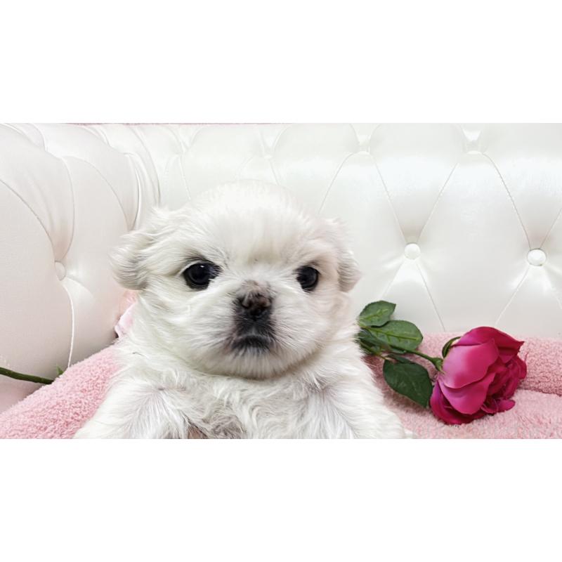 販売中の埼玉県のペキニーズ-439317の5枚目