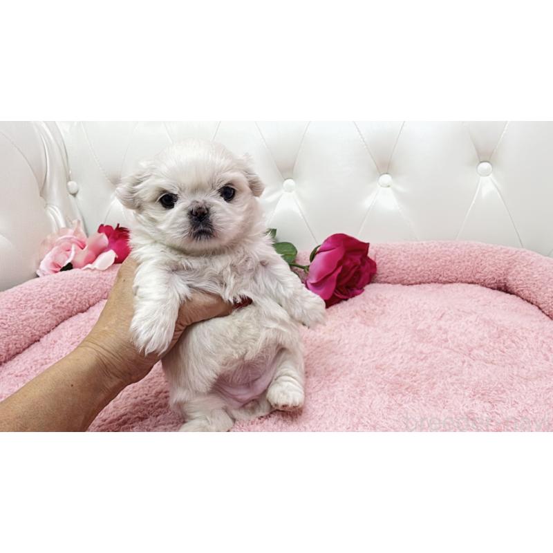 販売中の埼玉県のペキニーズ-439317の4枚目