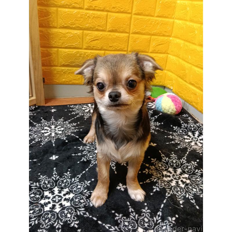 販売中の千葉県のチワワ(ロングコート)-404130の9枚目