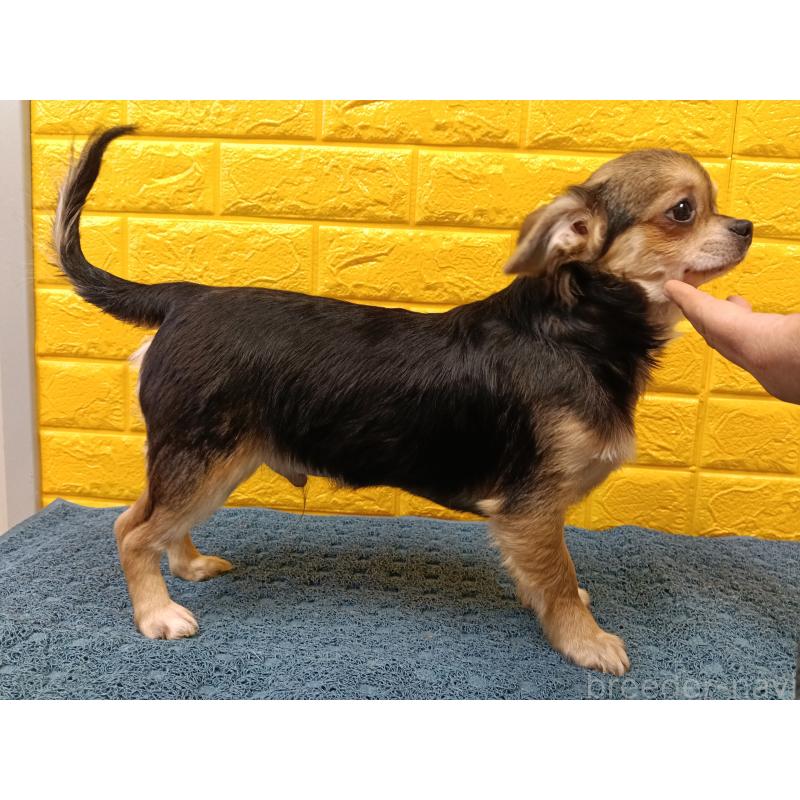 販売中の千葉県のチワワ(ロングコート)-404130の8枚目