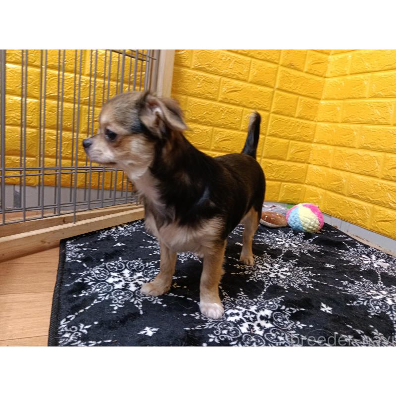 販売中の千葉県のチワワ(ロングコート)-404130の7枚目