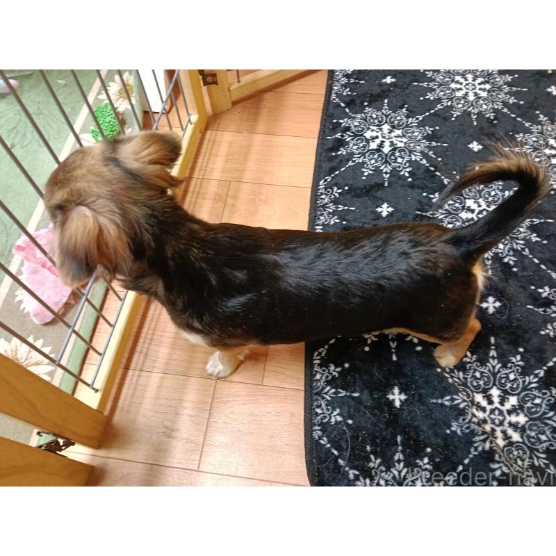 販売中の千葉県のチワワ(ロングコート)-404130の5枚目