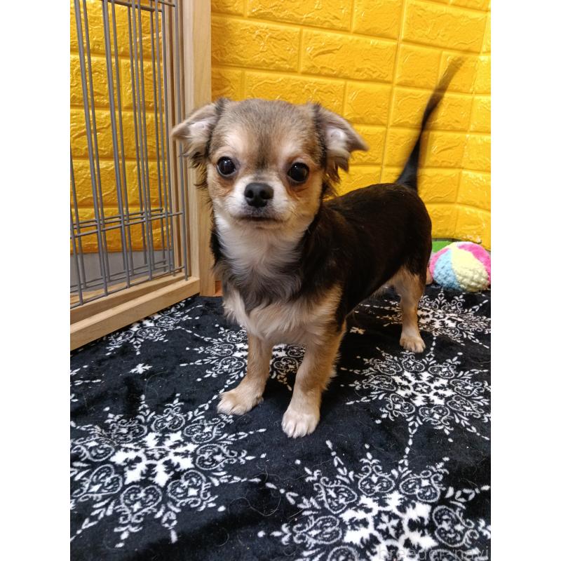 販売中の千葉県のチワワ(ロングコート)-404130の3枚目