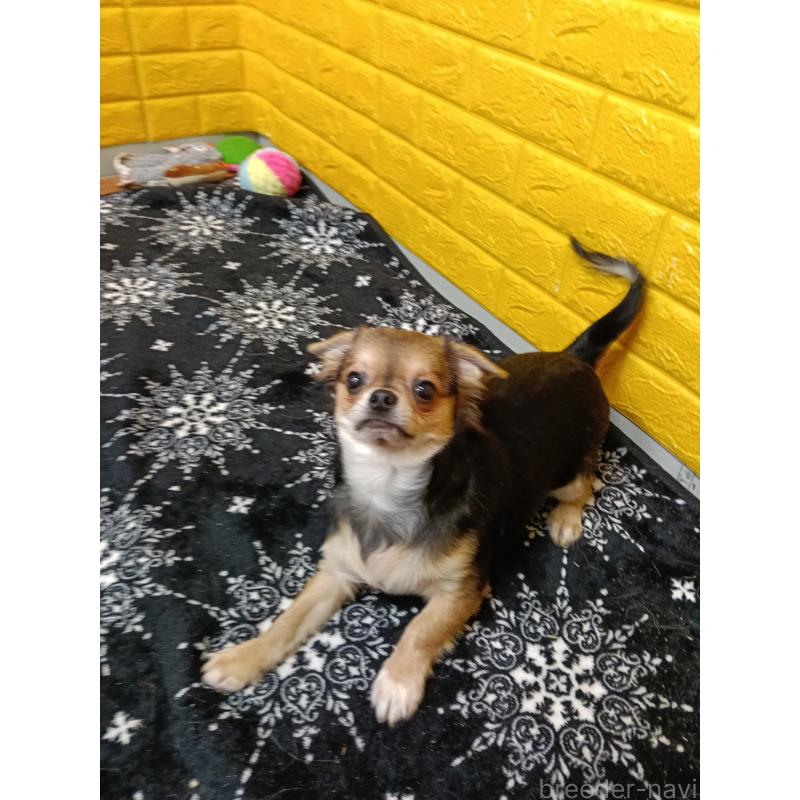 販売中の千葉県のチワワ(ロングコート)-404130の2枚目