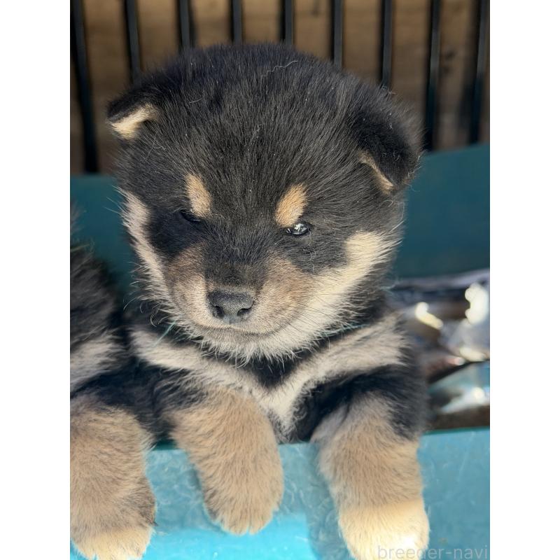 販売中の山梨県の柴犬-432311の5枚目