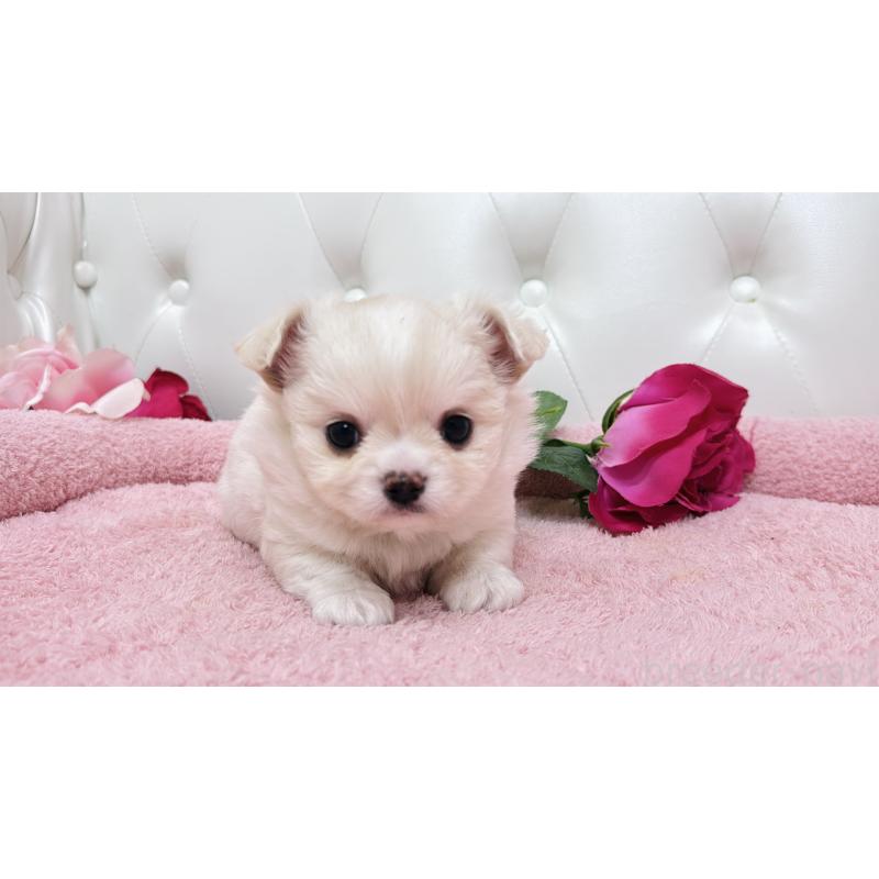 販売中の埼玉県のミックス犬-439319の1枚目