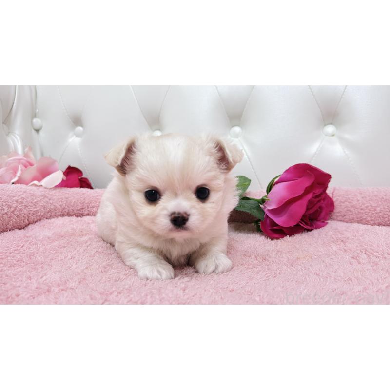 販売中の埼玉県のミックス犬-439319の21枚目