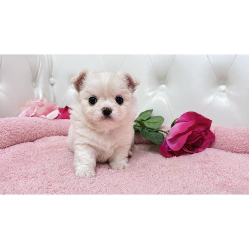 販売中の埼玉県のミックス犬-439319の20枚目