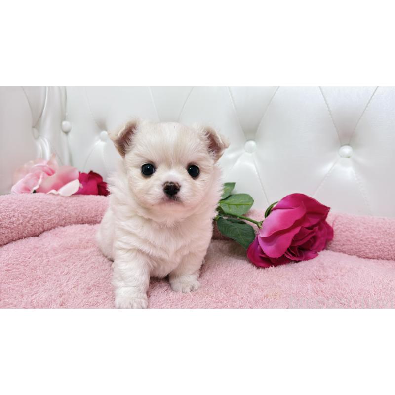 販売中の埼玉県のミックス犬-439319の19枚目