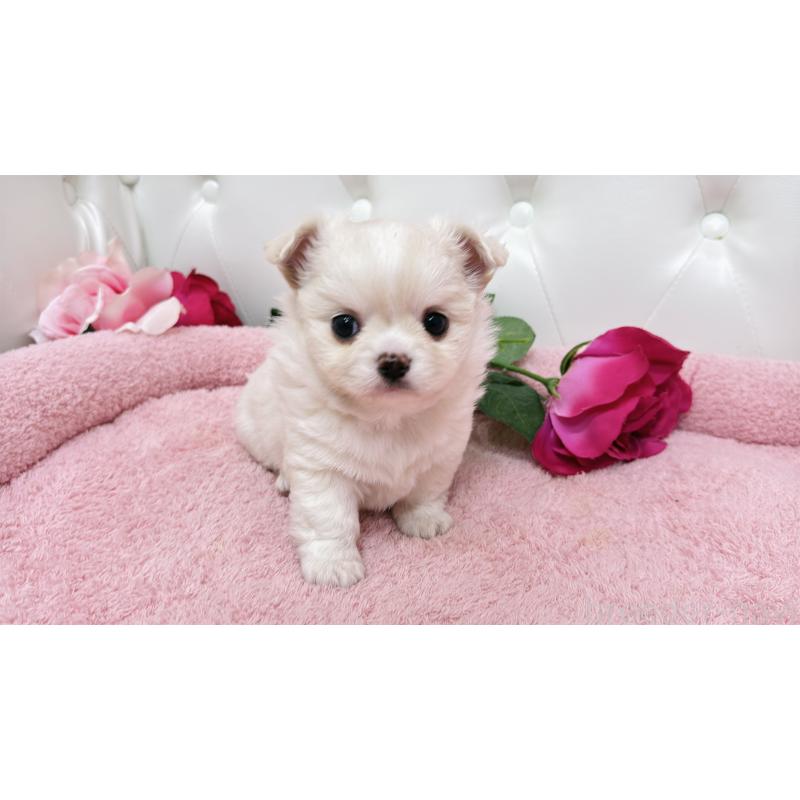 販売中の埼玉県のミックス犬-439319の17枚目