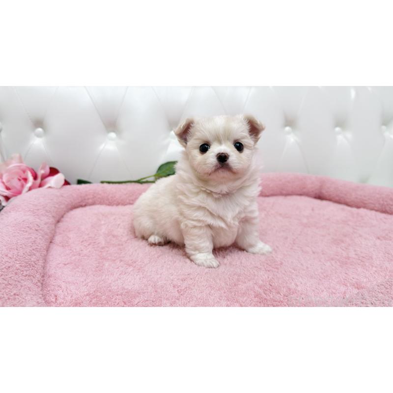 販売中の埼玉県のミックス犬-439319の16枚目