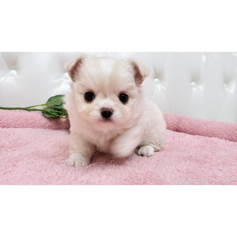 販売中の埼玉県のミックス犬-439319の15枚目