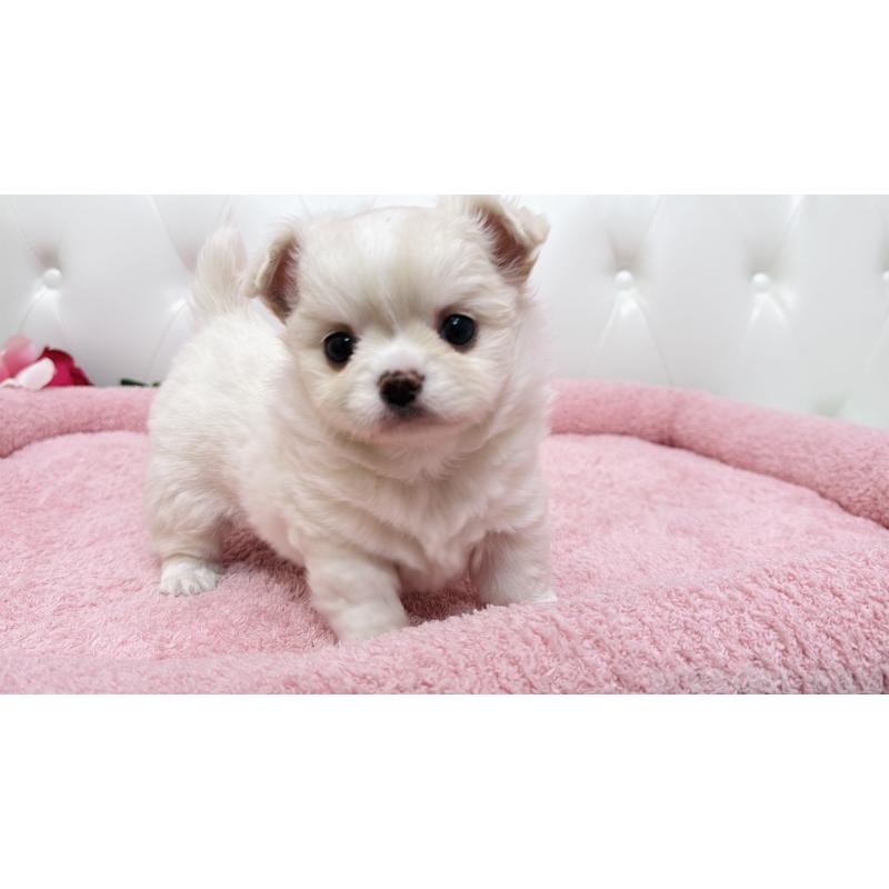 販売中の埼玉県のミックス犬-439319の14枚目