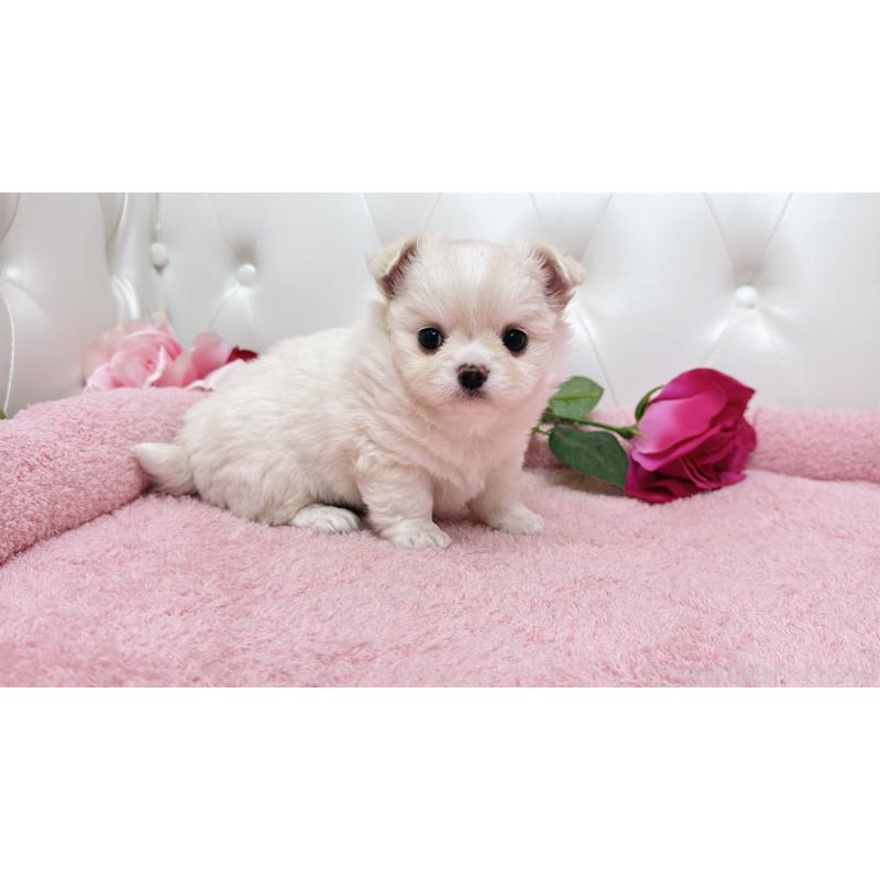 販売中の埼玉県のミックス犬-439319の13枚目