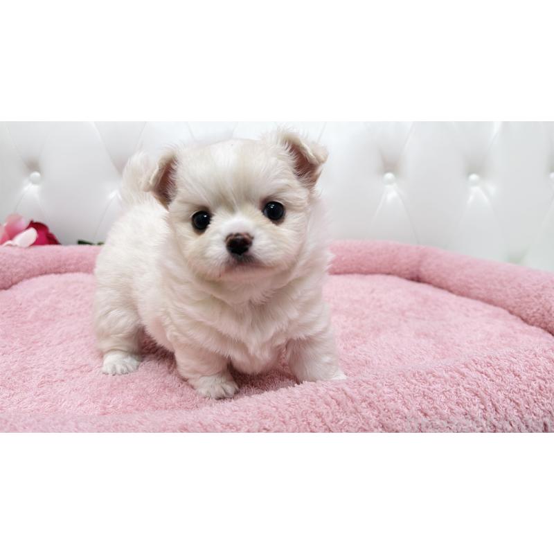 販売中の埼玉県のミックス犬-439319の12枚目