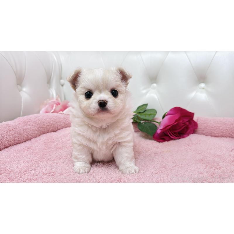 販売中の埼玉県のミックス犬-439319の11枚目