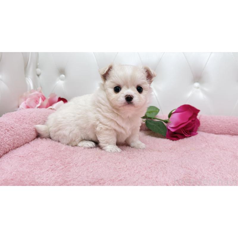 販売中の埼玉県のミックス犬-439319の10枚目