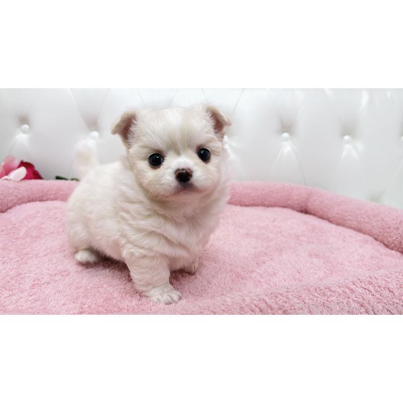 販売中の埼玉県のミックス犬-439319の9枚目