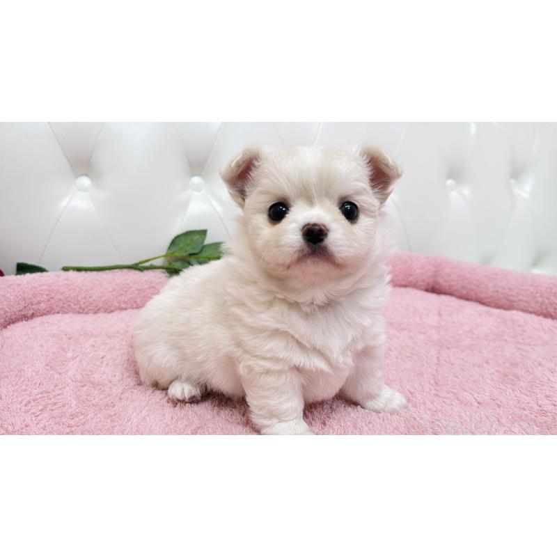 販売中の埼玉県のミックス犬-439319の8枚目