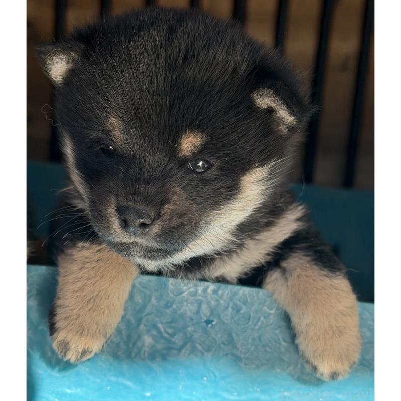 販売中の山梨県の柴犬-432310の3枚目