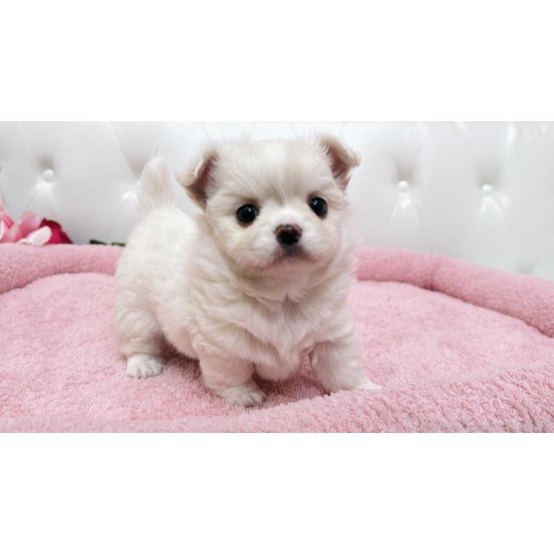 販売中の埼玉県のミックス犬-439319の7枚目