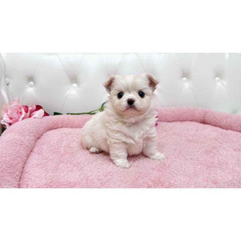 販売中の埼玉県のミックス犬-439319の6枚目