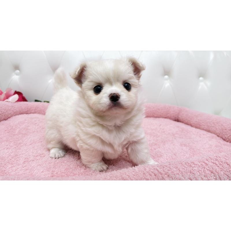 販売中の埼玉県のミックス犬-439319の5枚目