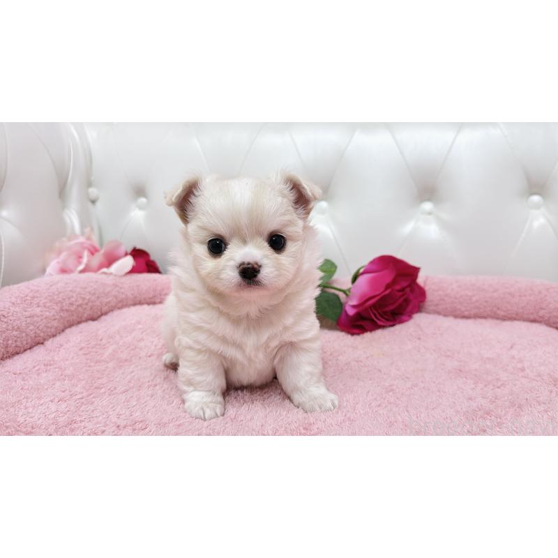 販売中の埼玉県のミックス犬-439319の4枚目