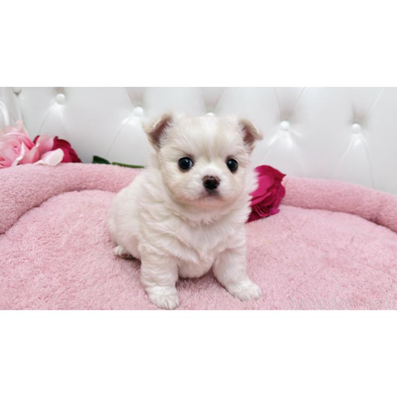 販売中の埼玉県のミックス犬-439319の3枚目