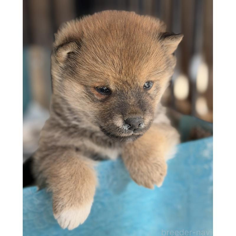 販売中の山梨県の柴犬-432313の6枚目