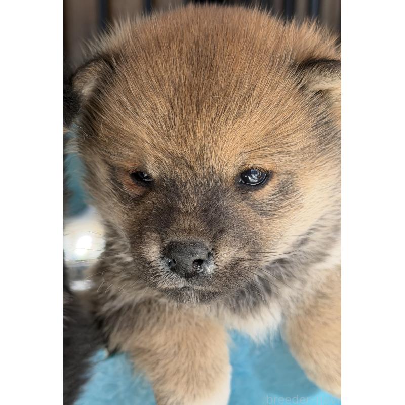 販売中の山梨県の柴犬-432313の5枚目