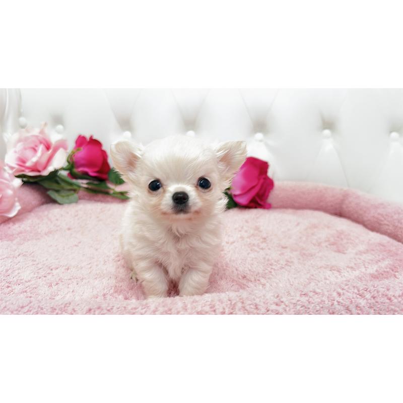 販売中の埼玉県のチワワ(ロングコート)-439321の1枚目