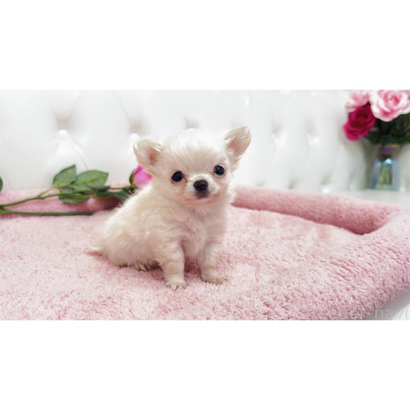 販売中の埼玉県のチワワ(ロングコート)-439321の13枚目