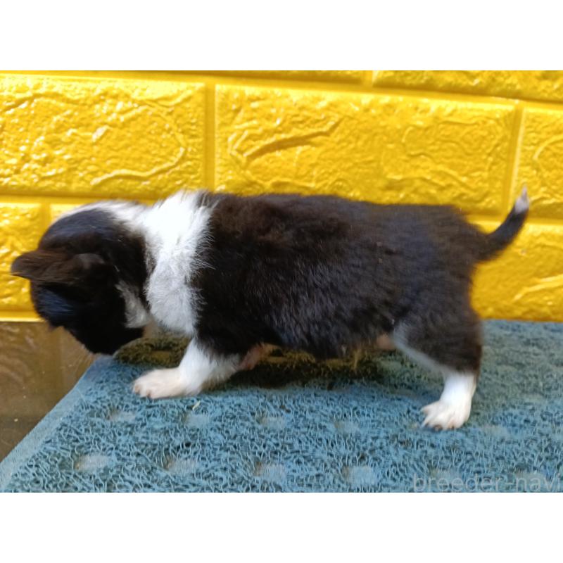 販売中の千葉県のチワワ(ロングコート)-429690の25枚目