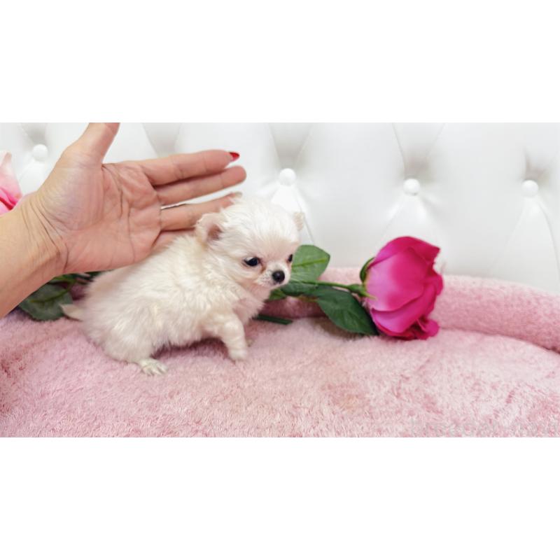 販売中の埼玉県のチワワ(ロングコート)-439321の11枚目