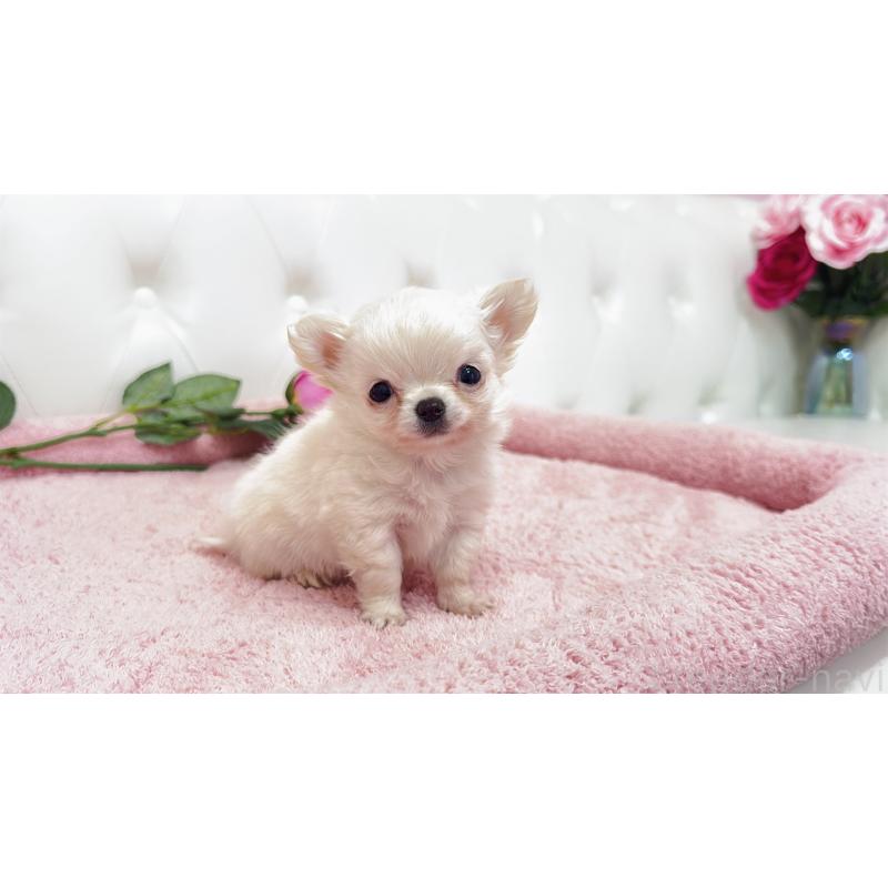 販売中の埼玉県のチワワ(ロングコート)-439321の10枚目