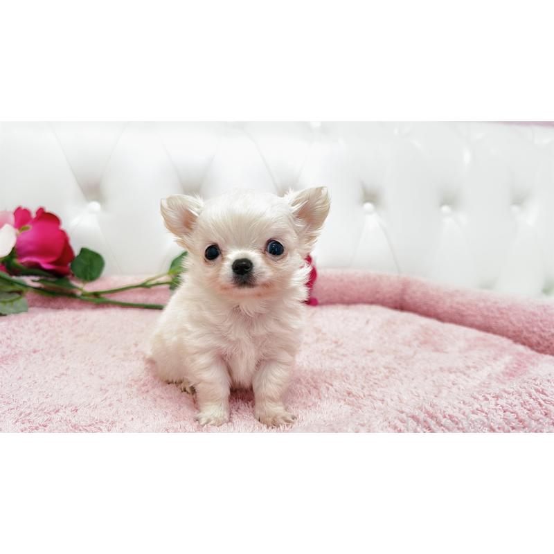 販売中の埼玉県のチワワ(ロングコート)-439321の8枚目