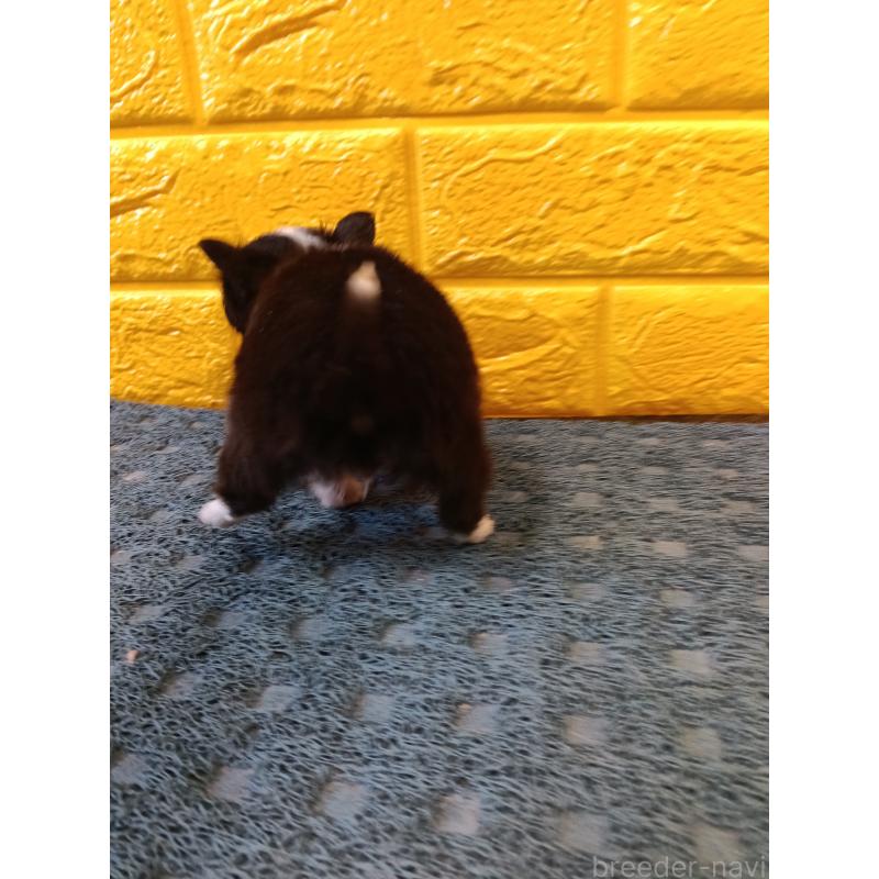 販売中の千葉県のチワワ(ロングコート)-429690の23枚目