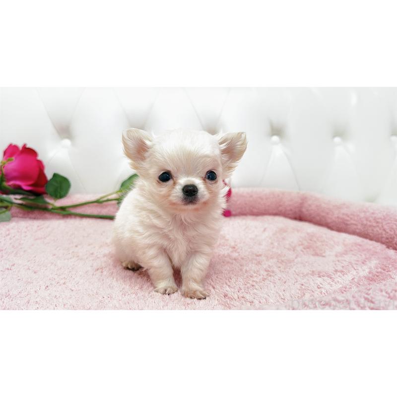 販売中の埼玉県のチワワ(ロングコート)-439321の7枚目