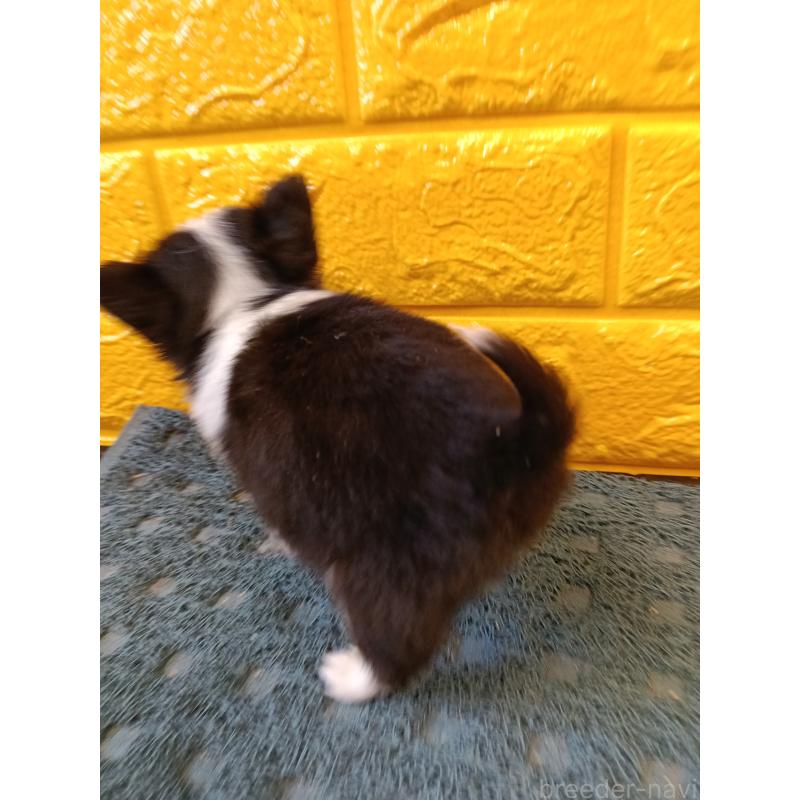 販売中の千葉県のチワワ(ロングコート)-429690の22枚目