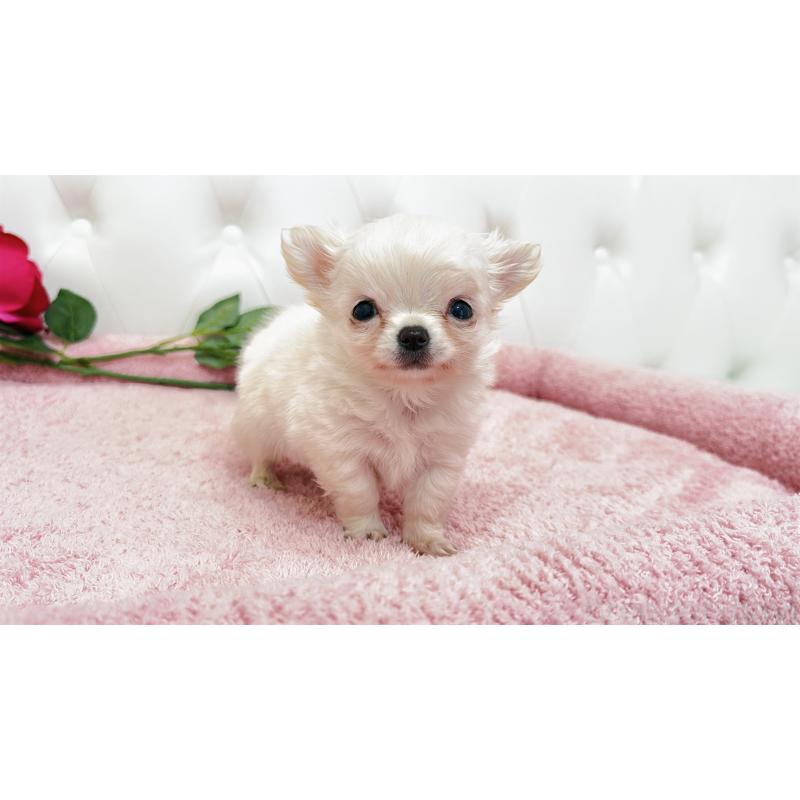 販売中の埼玉県のチワワ(ロングコート)-439321の6枚目