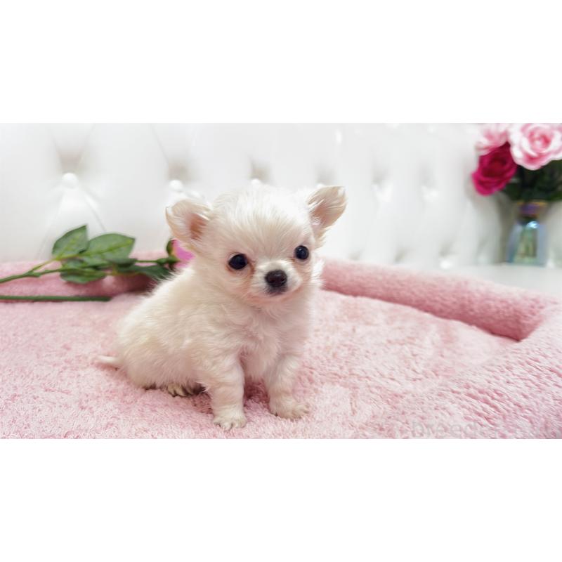 販売中の埼玉県のチワワ(ロングコート)-439321の5枚目