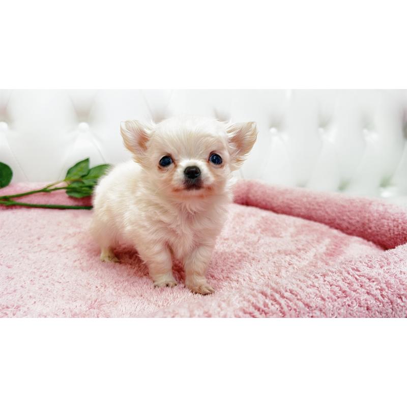 販売中の埼玉県のチワワ(ロングコート)-439321の4枚目