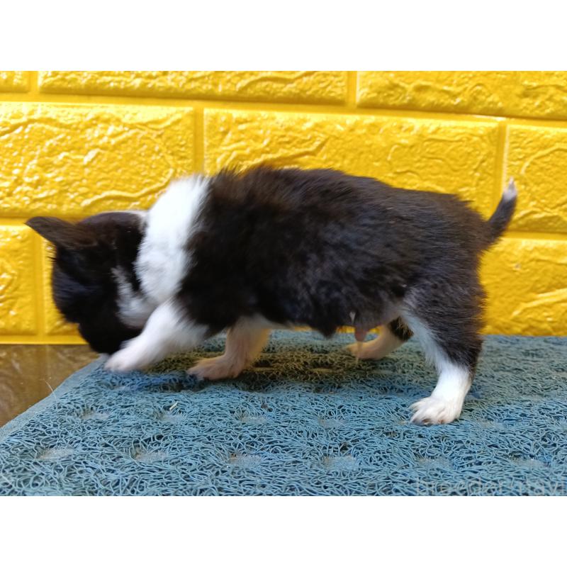 販売中の千葉県のチワワ(ロングコート)-429690の21枚目