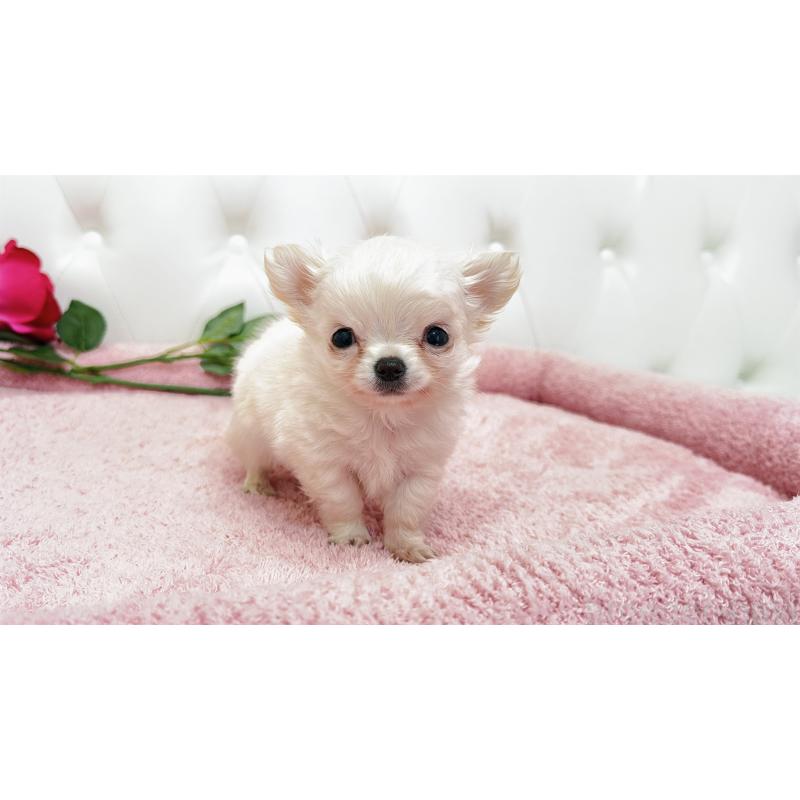 販売中の埼玉県のチワワ(ロングコート)-439321の3枚目