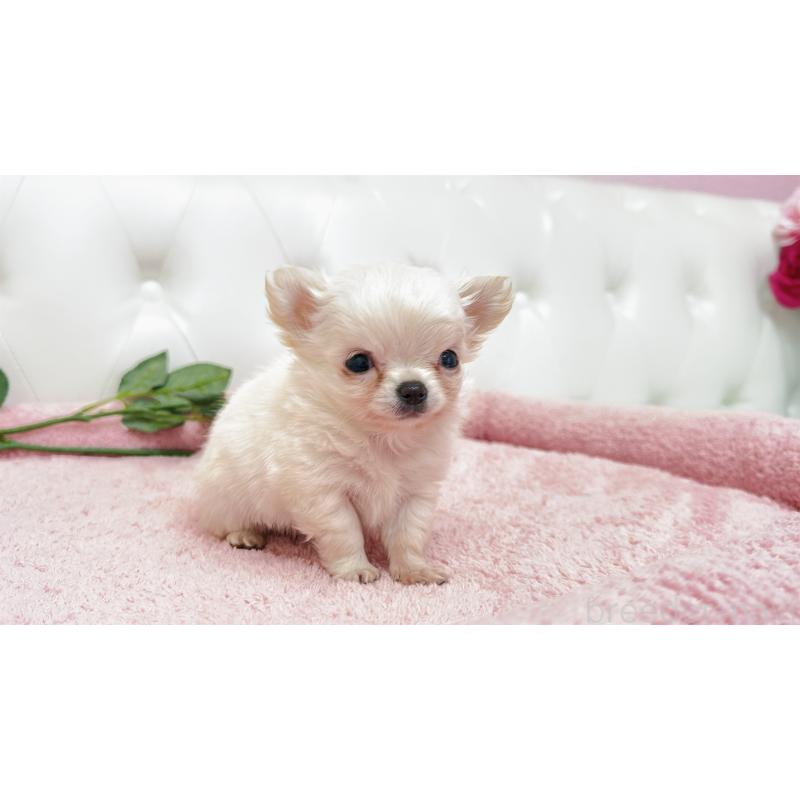 販売中の埼玉県のチワワ(ロングコート)-439321の2枚目