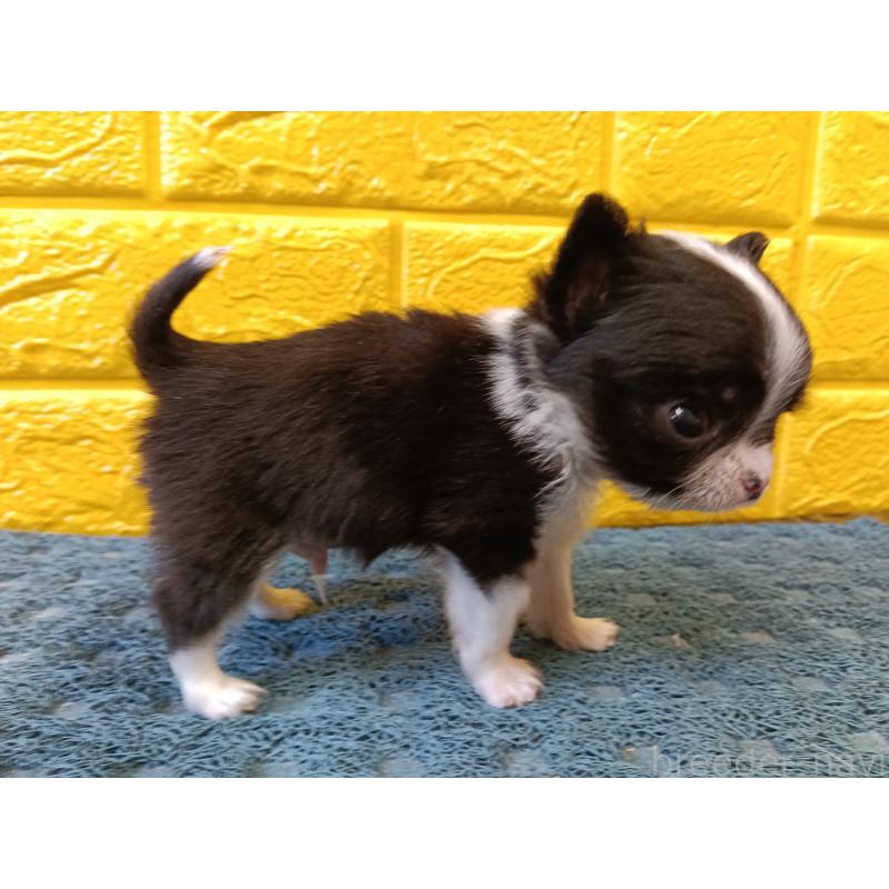 販売中の千葉県のチワワ(ロングコート)-429690の20枚目